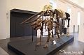 VBS_1042 - Riapre il Museo di Scienze Naturali dopo dieci anni di chiusura